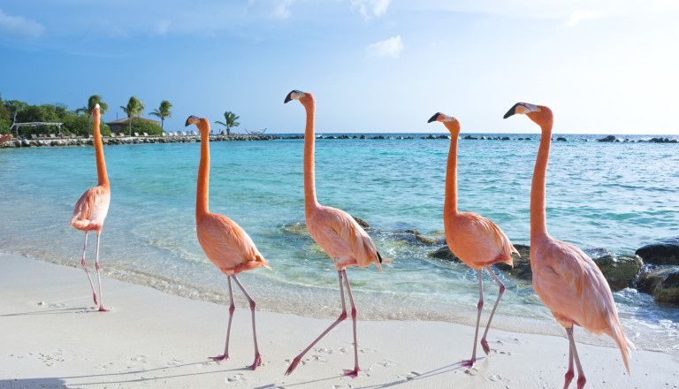 Flamingos Aruba